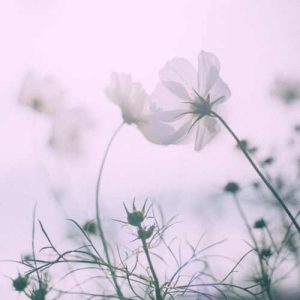 دانلود اهنگ آی قارا قاش قارا گز سنه ورلمشام